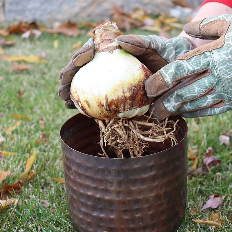 'Picotee' Amaryllis Bulb - Image 5